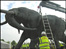 Mark Coreth's Elephant in Swindon