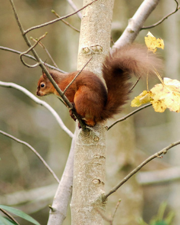 Red squirrel