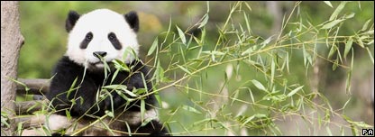A panda