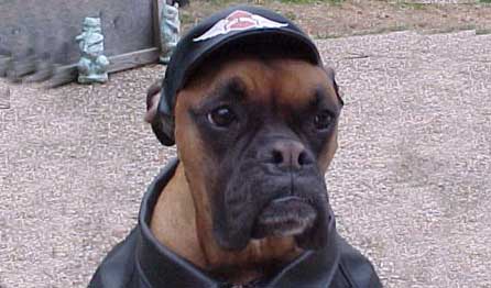 Dogs that Look Like Famous People