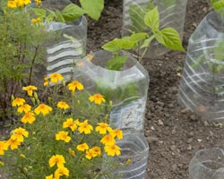 Phil's plastic bottle cloches