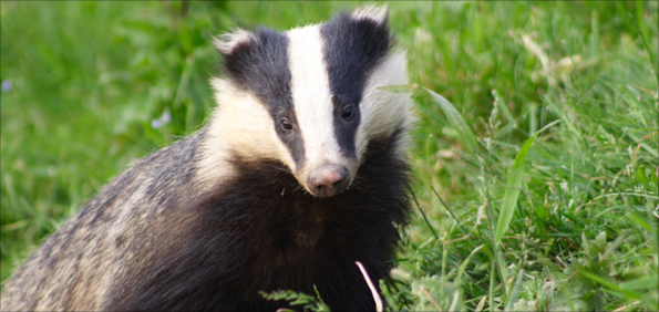 A badger