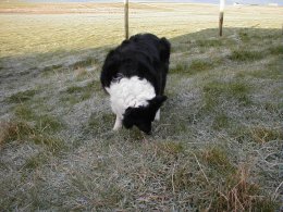 Oor collie, Lassie