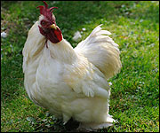 chicken 