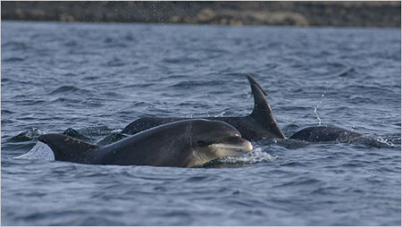 Bottle nosed dolphins c/o Hebridean Wildlife Trust