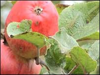 Cider apple