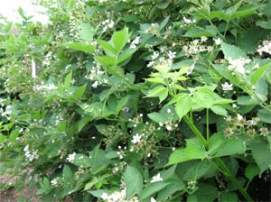 Loch Maree Blackberry