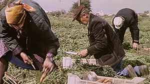 A valley of wild snowdrops in Turkey