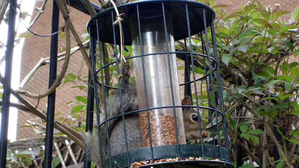 John Davidson from Edinburgh sent this photo of his "squirrel proof" bird feeder, which doesn't seem to be doing its job!