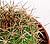 A cactus