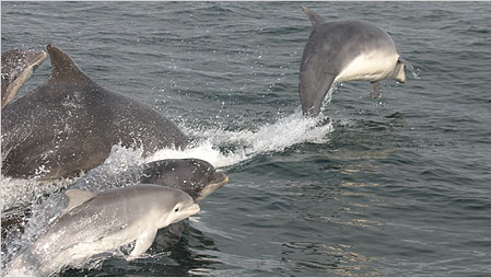 Bottle nosed dolphins c/o Hebridean Wildlife Trust
