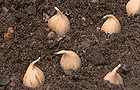 Tulip bulbs