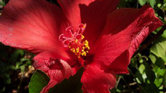 Red Flower