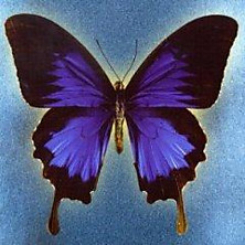 Review of Laughter Through Tears