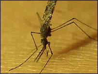 Mosquito