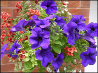 Eric's hanging basket