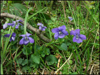 Violets in Walcot Wood
