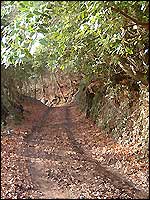 Path through the woods