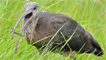 Glossy ibis