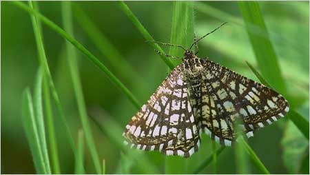 Lattice heath c/o Jaybee and NE Wildlife
