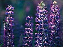 Lupins