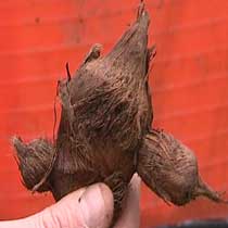 colocasia_esculenta