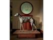 Greyhound