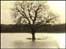 Floodwater around a tree