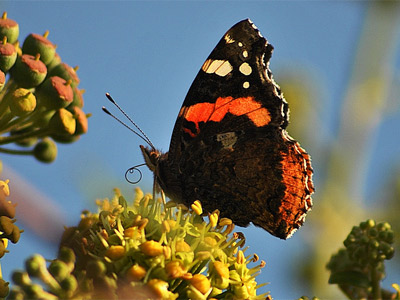 A red admiral enjoying the November sunshine at Boverton. Image by Sue.