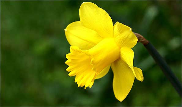 Daffodil on St David's Day