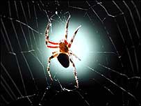 Spider c/o AFB/Getty Images