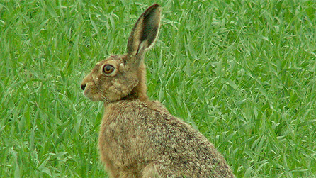 A hare from our Flickr group taken by Ros Bayliss.