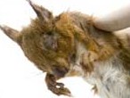 Dead red squirrel affected by the pox virus