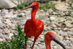 Scarlet ibis