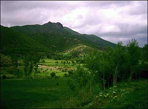 اطراف