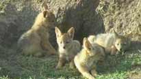 Jackal pups