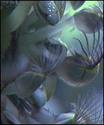 Goose barnacles - copyright Colin Froud - Divercol Productions 