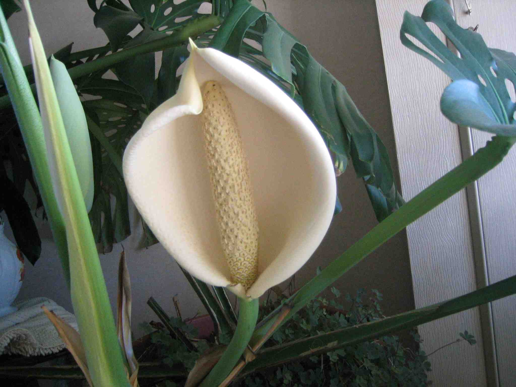 Cheese plant flower