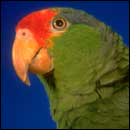 Green parrot