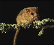 A dormouse
