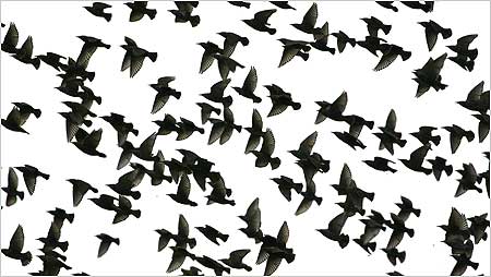 Starling flock