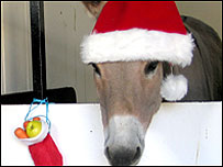 Donkey in Santa hat