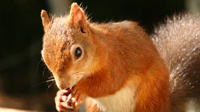 red squirrel