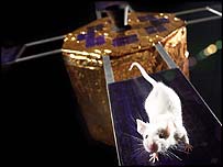 مریخ پر چوہے بھیجنے کا منصوبہ