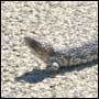 Bobtailed Goanna