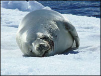 Crabeater seal by Louise Baker