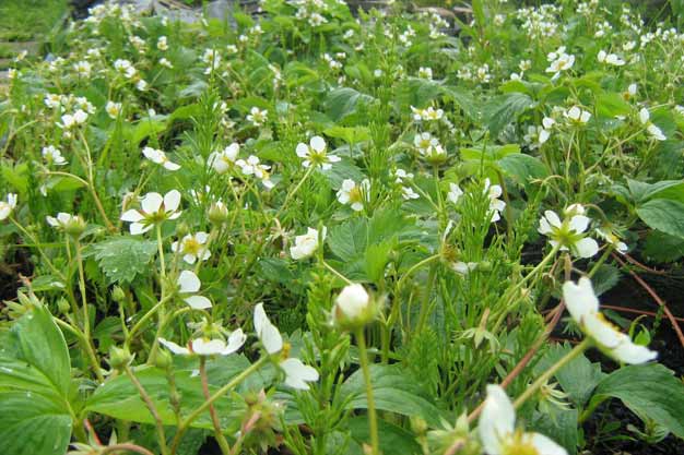 Strawberry plants