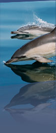 Dolphins