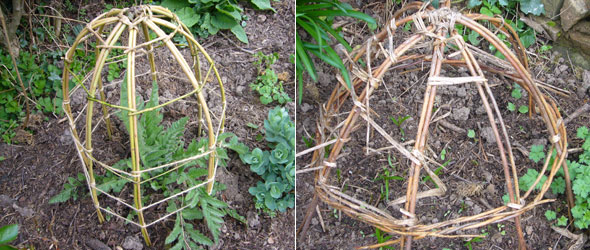 Left:Encourage leaves and flower buds through the gaps as they grow upwards | Right: A bit battered but still usable after a couple of years