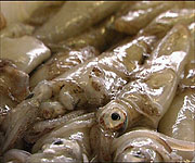 Squid, one of the many varieties of fish caught by local fishermen